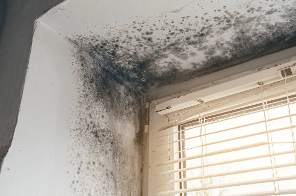Affordable Mold Remediation solutions in Moncure, NC